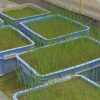 Rice seeds from space grow in China