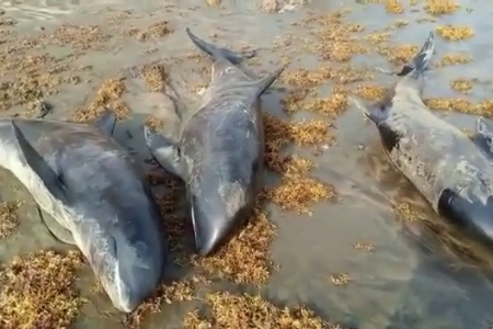 At least 80 dead dolphins wash up on Ghana beaches