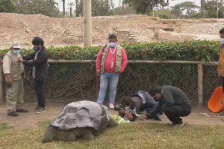 Over 100-year old tortoise becomes attraction in Peru’s park