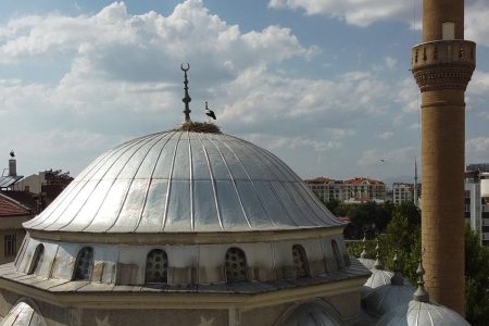 baby stork rescues in turkey