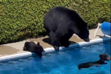 bears swim in the pool under recent record heat in canada