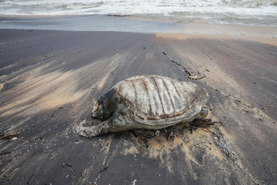 100 dead sea turtles wash up on the shore - IHA News