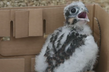falcon borns through artificial insemination in malta