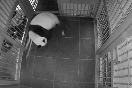 giant panda shin shin gives birth to twins in japan
