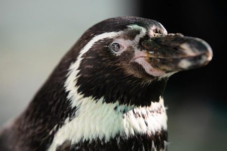 Humboldt Penguins Shelters In Chilean Refuge