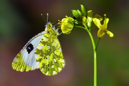 Turkish Photographer takes photo of 150 butterfly species