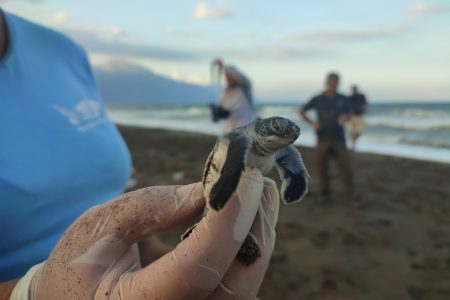 green sea turtles hatch and walk to sea in turkey