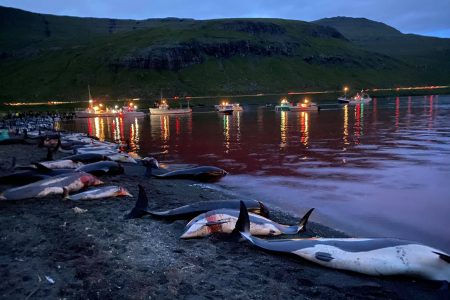 over 1400 dolphins slaughtered in faroe islands