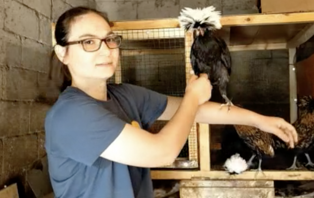 Chicken Hobbies Ornamental chicken hobby turns to business in Turkey - IHA News