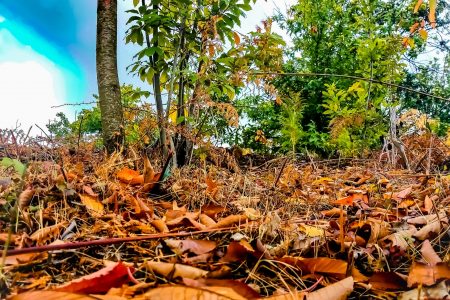 Fall foliage in turkey’s aydın