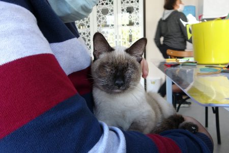 Cat Helva adopted by Turkish highschool
