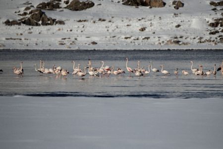 flamingos settle in Turkey’s Van lake