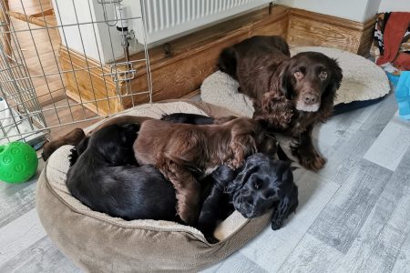 english family reunites with 8 years missing dog
