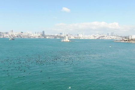 cormorants charming dance spotted on istanbul’s bosphorus