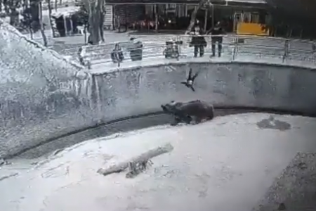 woman in zoo throws her baby daughter at bear’s living space