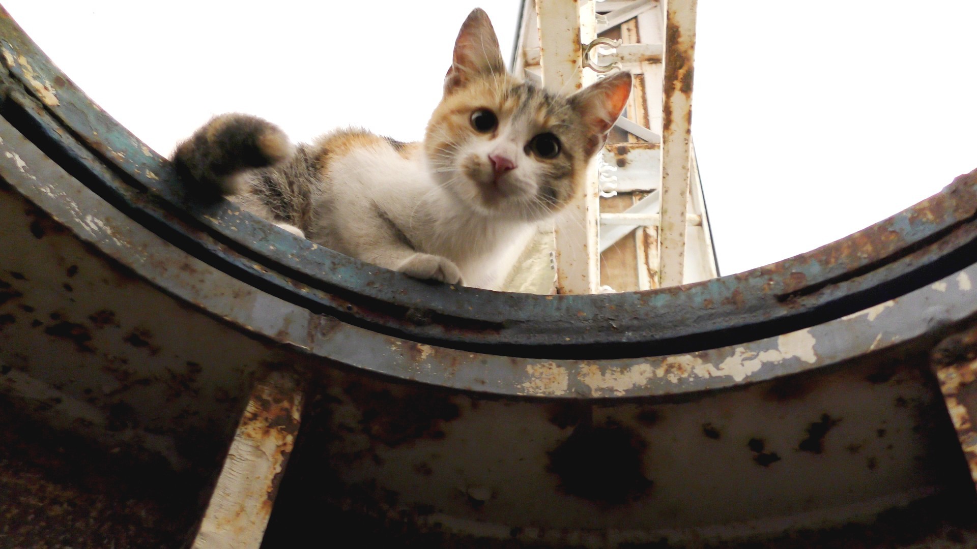stray cat rescued from top of outdoor billboard in turkey IHA News