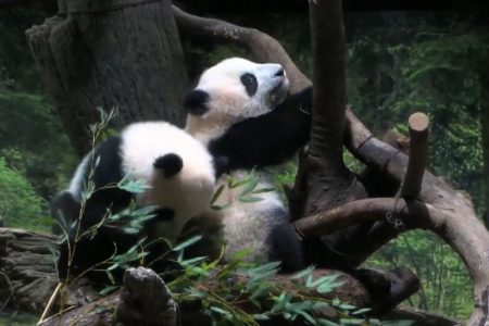Twin pandas Xiao Xiao and Lei Lei first time seen by public in Japan