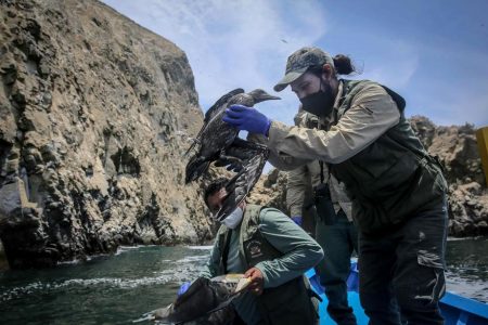 Oil spill in Peru affects birds