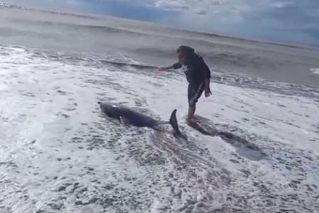 A dolphin washed ashore in Turkey