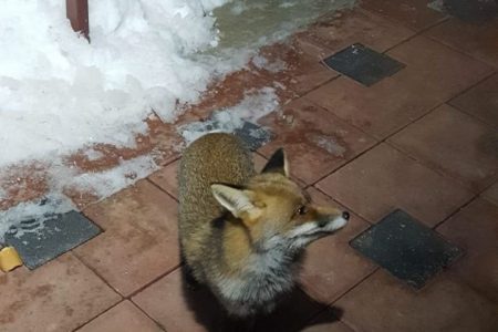A fox came to a house after become hungry in cold weather in Turkey