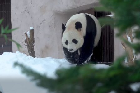 Moscow Zoo prepares gifts for pandas to celebrate the Chinese New Year
