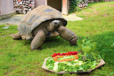 Birthday cake prepared for 102nd year-old Aldabra Tortoise Tuki in Turkey