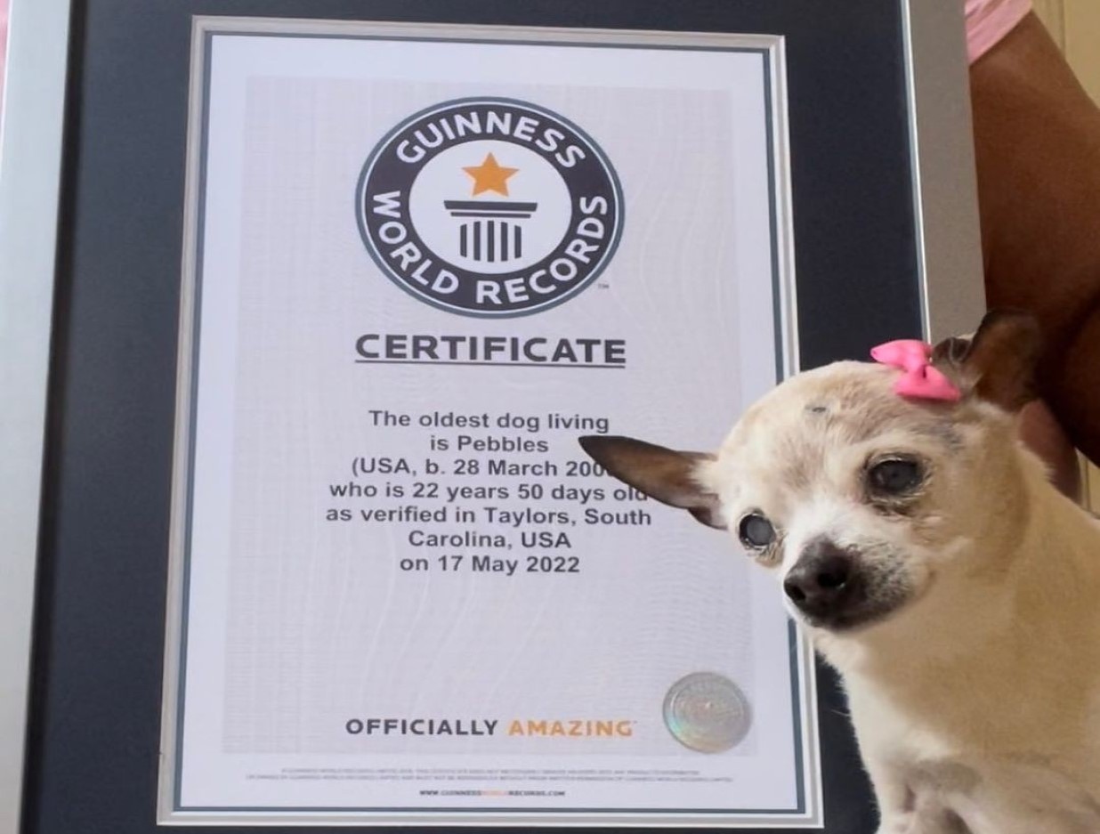 pebbles-enters-guinnes-world-records-becomes-oldest-living-dog-iha-news