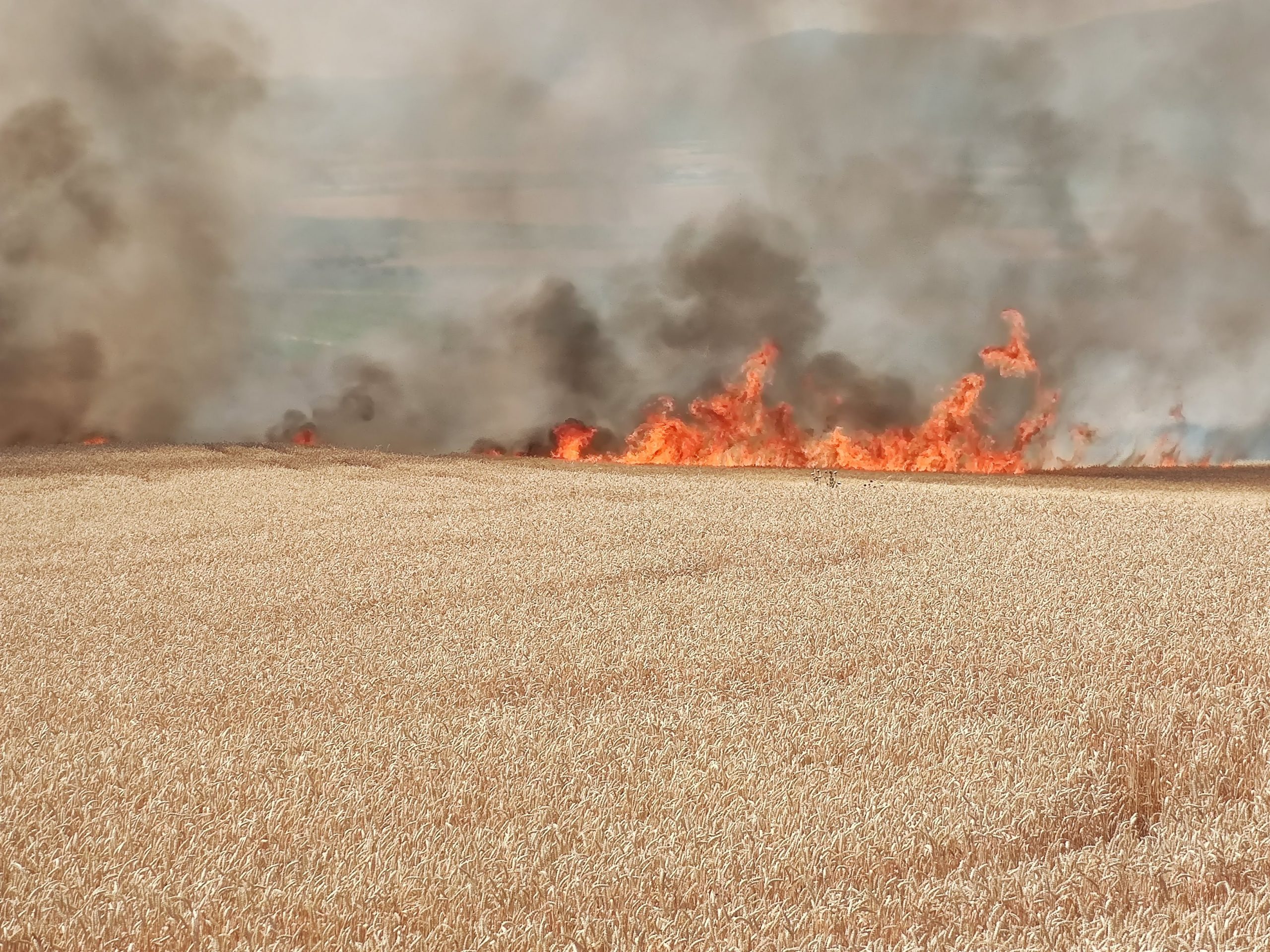 wheat-fields-burn-in-flames-iha-news