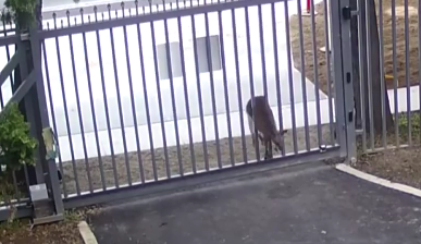 kangaroo fails to enter russian embassy in australia