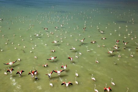 Charming scenes from Flamingo stopover in Lake Arin
