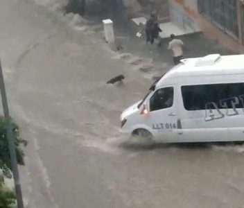 Flood in istanbul almost drowns stray dog