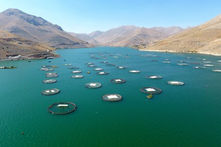 Turkey exports 2 tons of salmon