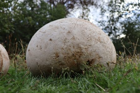 Local finds 9 kg mushroom in Erzurum, Turkey