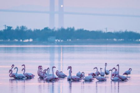 Birds and Bridge in Çanakkale brings together under sunset
