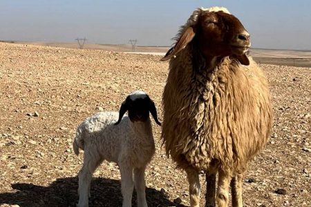 Cute sucklings meet mothers in Turkey
