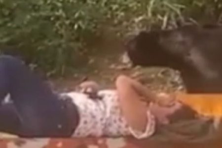 Bear approaches napping student in mexico