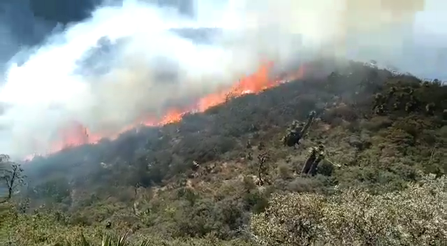 forest fire in mexico - IHA News