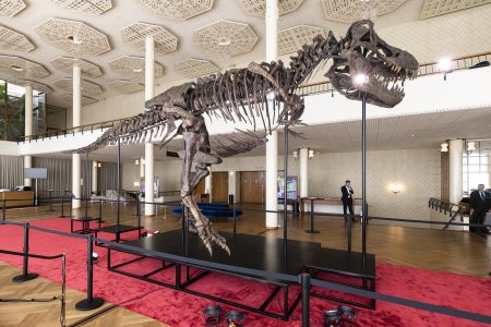 T-Rex Skeleton ‘Trinity’ Expected to Fetch Millions at Swiss Auction