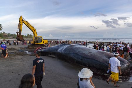 3 whales wash up on Indonesian beach in 9 days
