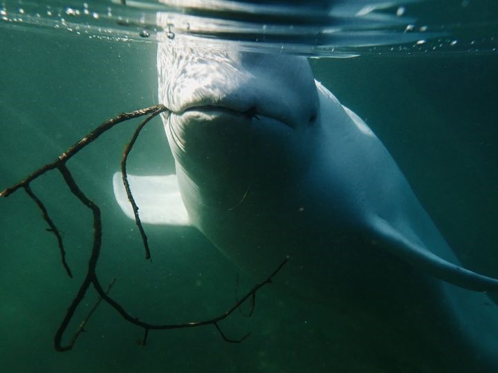 Russian Spy Whale Hvaldimir Spotted In Swedish Waters Iha News