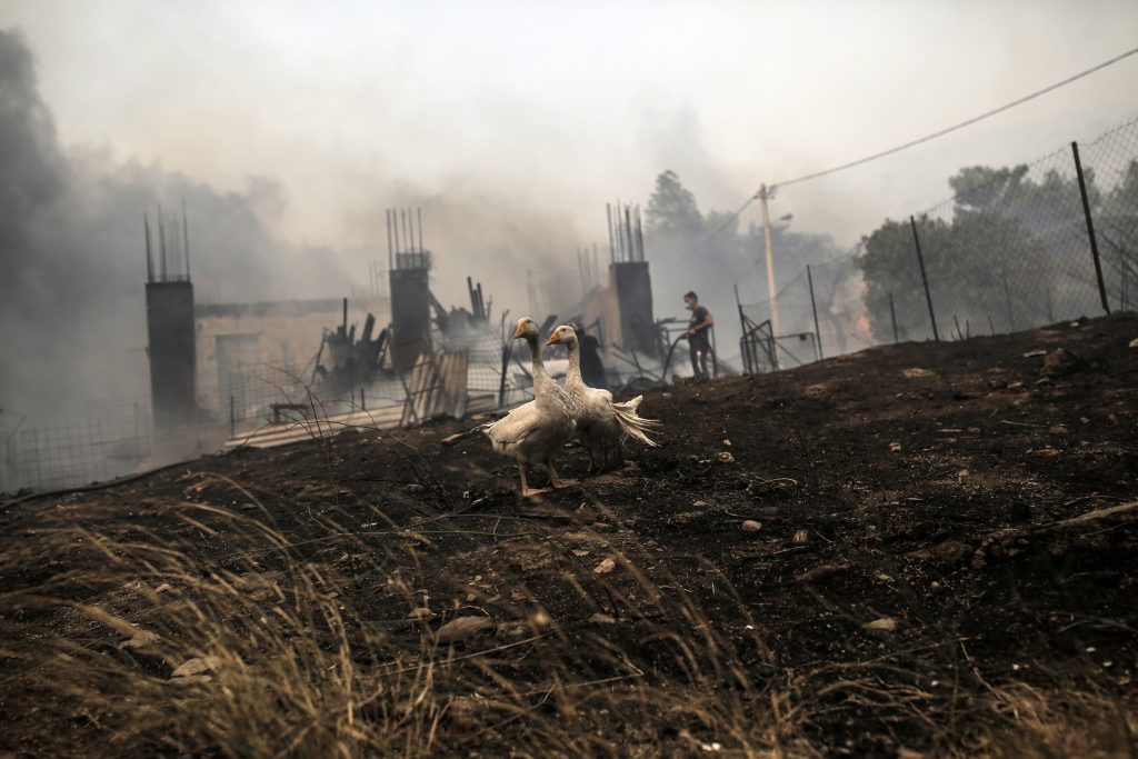 Wildfire at the foot of Mount Parnitha in Athens