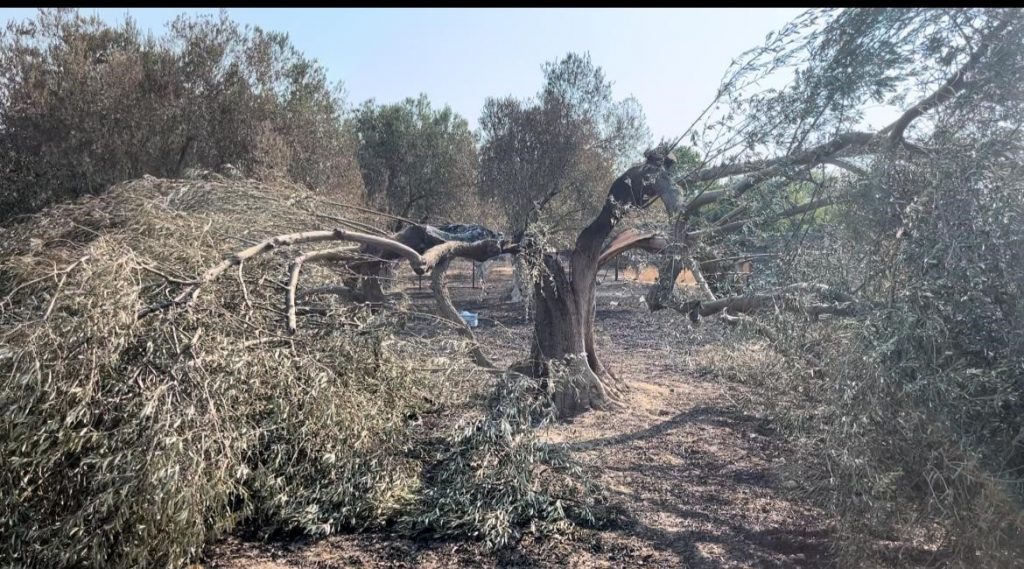 (ÖZEL) ÇANAKKALE YANGINI EN ÇOK ONU VURDU... 20 YILLIK EMEKLERİ KÜLE DÖNDÜ GÖZ YAŞLARI SEL OLDU ÇOK SAYIDA HAYVAN TELEF OLDU, AĞAÇLAR İKİYE BÖLÜNDÜ SAĞ KALAN KEDİSİNİ GÖRÜNCE GÖZYAŞLARINA BOĞULDU 1 HAFTA SONRA KIZININ DÜĞÜNÜNÜ YAPACAKTI TÜM MAL VARLIĞI YANDI NE KEDİSİ O NU, NE O KEDİSİNİ BIRAKMADI