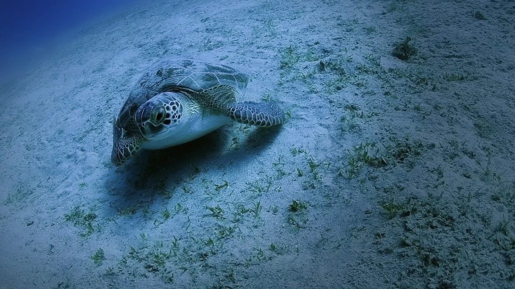 BAKAN ÖZHASEKİ: "CARETTA CARETTALARIN YUVA SAYISI 2 BİN 551'E ULAŞTI"