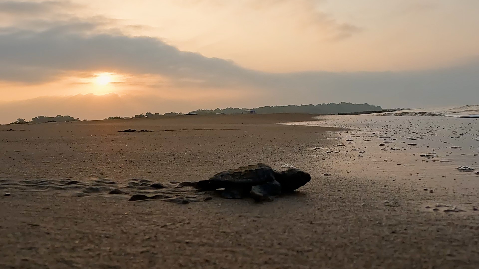 Number Of Carretta Caretta Nests Climbs Up In T rkiye IHA News
