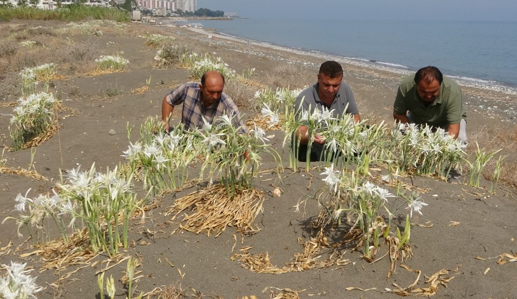 CEZASI 244 BİN TL: ÇİÇEK AÇAN KUM ZAMBAKLARINI SAKIN KOPARMAYIN MERSİN SAHİLLERİNDE BEYAZ ÇİÇEKLERİYLE GÖRSEL ŞÖLEN SUNMAYA BAŞLAYAN ENDEMİK TÜR KUM ZAMBAKLARI, GÜN DOĞUMU İLE EŞSİZ BİR GÖRÜNTÜ SUNDU
