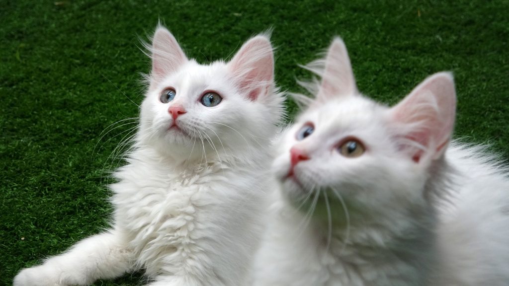 VAN KEDİLERİNE 250 BİN ZİYARETÇİ ÜNÜ SINIRLARI AŞAN VAN KEDİLERİNE İLGİ ARTIYOR