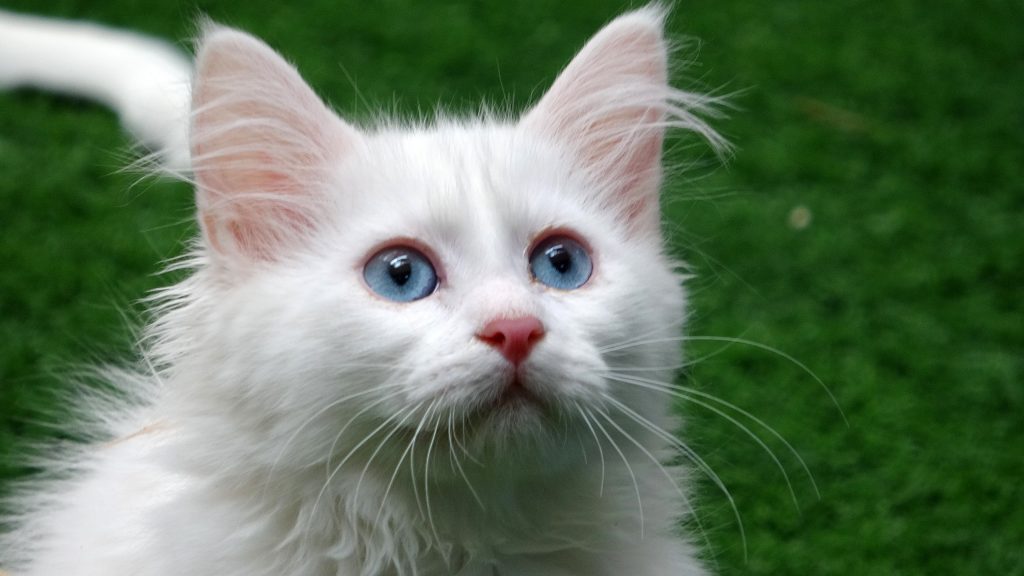 VAN KEDİLERİNE 250 BİN ZİYARETÇİ ÜNÜ SINIRLARI AŞAN VAN KEDİLERİNE İLGİ ARTIYOR