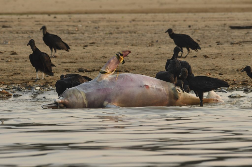 110 endangered river dolphins found dead amidst Brazilian Amazon drought