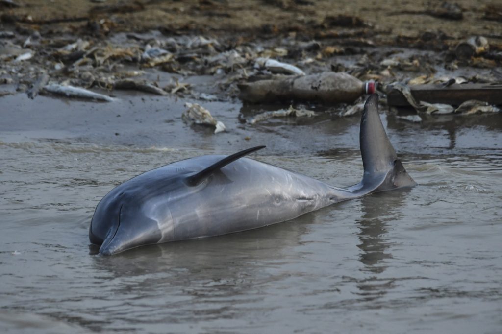 110 endangered river dolphins found dead amidst Brazilian Amazon drought