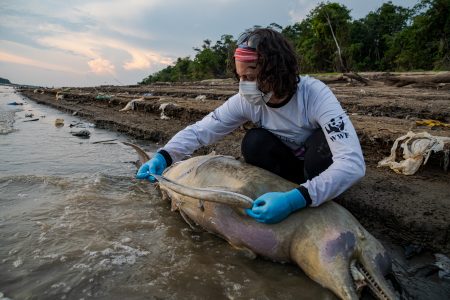 Dolphin Deaths Continue in Brazilian Amazon